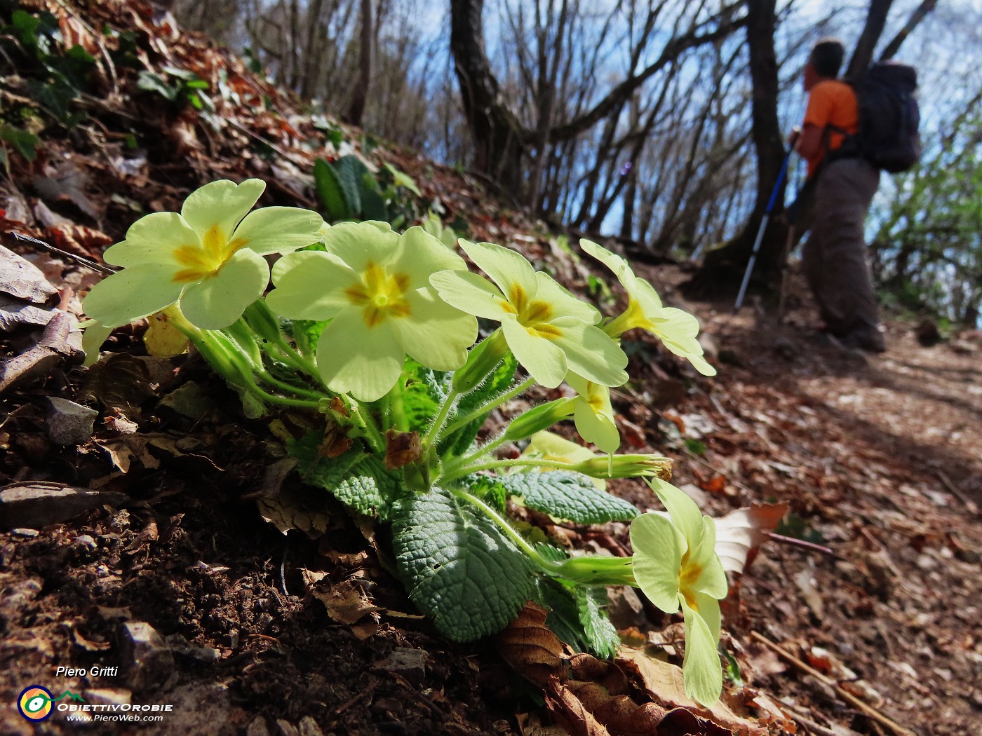 36 Primula vulgaris (Primule) salendo in vetta al Cantlo Alto.JPG